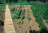 Development of a vegetable garden, July