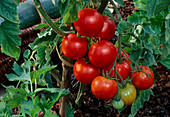 Tomaten 'Lucky Leprechaun' (Lycopersicon) im Beet