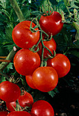 Tomaten 'Vitador' (Lycopersicon), aromatische Strauchtomate