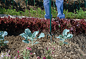 Loosen soil with garden claw between broccoli (Brassica) and oak leaf lettuce (Lactuca)