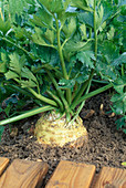 Celeriac (Apium graveolens) in the bed