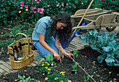 Frau pflanzt Salat (Lactuca) entlang der Pflanzschnur, Korb mit Kleingeräten