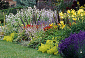Campanula lactiflora (Bellflower), Hosta (Hosta), Alchemilla (Lady's Mantle), Hemerocallis (Daylilies), Veronica (Speedwell) and Lavandula (Lavender)