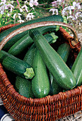 Frisch geerntete Zucchini 'Black Beauty' (Cucurbita pepo) im Korb