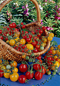 Basket of yellow and red cocktail tomatoes (Lycopersicon)