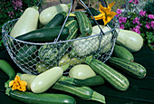Korb mit frisch geernteten Zucchini (Cucurbita pepo)