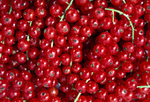 Fish picked red currants (Ribes rubrum)