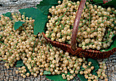 White currants 'White Versailler' (Ribes)