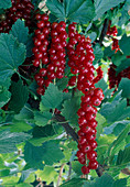 Rote Johannisbeeren (Ribes rubrum)