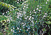 Omphalodes linifolia (Venus navel-nut)