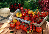 Korb mit verschiedenen Tomaten: rote und gelbe Cocktailtomaten, Fleischtomaten, runde Tomaten (Lycopersicon)