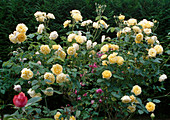 Rosa 'Graham Thomas' (Englische Rose), öfterblühend, guter Teerosenduft, von David Austin
