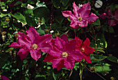 Clematis 'Ernest Markham' (Wood Vine)