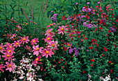 Sommerblumenbeet: Salvia microphylla (Johannisbeersalbei), Dahlia (Dahlien), Ageratum (Leberbalsam), Nicotiana (Ziertabak) und Gras