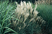 Miscanthus sinensis 'Graziella' (Chinese reed)