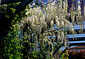 Wisteria sinensis fragrantissima