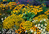 Rudbeckia (Sonnenhut), Tagetes (Studentenblumen), Petunia (Petunien) und Mangold (Beta vulgaris)