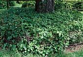Walderdbeere (Fragaria vesca), bodendeckende Monatserdbeere