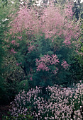 Tamarix odessana (Tamarisk), Lavandula angustifolia 'Rosea' (Lavender)
