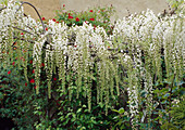 Wisteria longissina alba