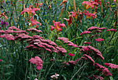 Achillea millefolium 'Excel' (Schafgarbe) und Hemerocallis 'Pink Damask' (Taglilie)