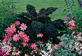 Grünkohl 'Redbor' (Brassica), Dahlia (Dahlie) und Nicotiana (Ziertabak)