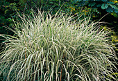 Miscanthus sinensis 'Variegatus' (Weissbuntes Chinaschilf)