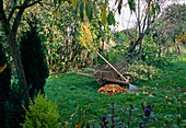 Raking leaves, wooden wheelbarrow, leaf rake