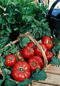 Frisch gepflückte Tomaten 'Jona' (Lycopersicon) im Korb am Beet