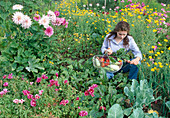 Frau erntet Gemüse, Beet zwischen Godetia (Sommerazalee), Anthemis (Färberkamille), Cosmos (Schmuckkörbchen) und Dahlia (Dahlien)