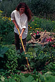 Erde im Gemüsegarten auflockern: Frau hackt zwischen Gemüse, Holzschubkarre mit Gartengeräten