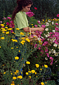 Frau schneidet Blumen für Sträuße, Cosmos (Schmuckkörbchen), Anthemis (Färberkamille)