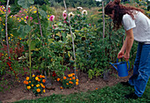 Zielgerichtetes Giessen mit Hilfe von Wasserflaschen: Frau giesst Tomaten (Lycopersicon) im Beet mit Tagetes (Studentenblumen)