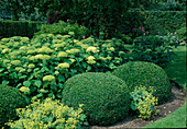 Formaler Garten: Hydrangea 'Annabelle'(Strauch-Hortensien), Buxus (Buchs) Kugeln, Alchemilla mollis (Frauenmantel)