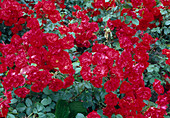 Rosa 'La Sevillana' (Polyantharose), öfterblühend mit leichtem Duft