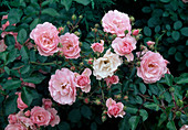 Rosa 'Bonica' (Kleinstrauchrose), robust, öfterblühend