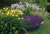 Herbaceous border: Hemerocallis (daylilies), Lavandula (lavender), Campanula lactiflora (bellflowers) and Hosta (hostas)