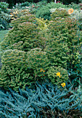 Euphorbia x martinii (Bush spurge), Juniperus (Juniper)