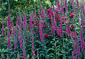 Digitalis purpurea, Rhododendron