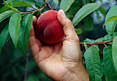 Harvesting a peach (Prunus persica)