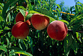 Peach 'Fidelia' (Prunus persica)