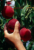 Harvest peach (Prunus persica)