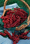 Basket with red currants (Ribes rubrum)