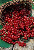 Basket with red currants (Ribes rubrum)