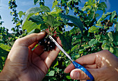 Cutting blackcurrants (Ribes nigrum) with scissors