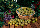 Reneclode (Prunus domestica) on table