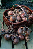 Frisch geerntete Zwiebeln (Allium cepa) im Korb