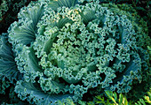 Brassica oleracea (ornamental cabbage)