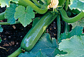 Zucchini 'Serafina' (Cucurbita pepo) im Beet