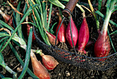 Rote Zwiebeln, Torpedozwiebel, Tropeana Lunga (Allium cepa) im Korb